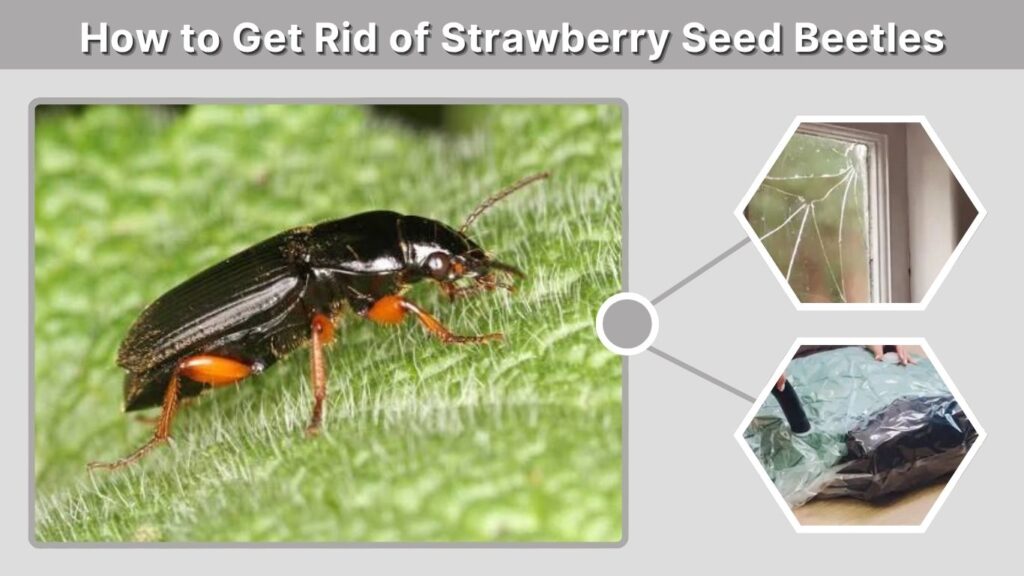 How to Get Rid of Strawberry Seed Beetles