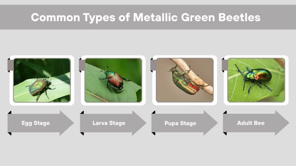 Common Types of Metallic Green Beetles