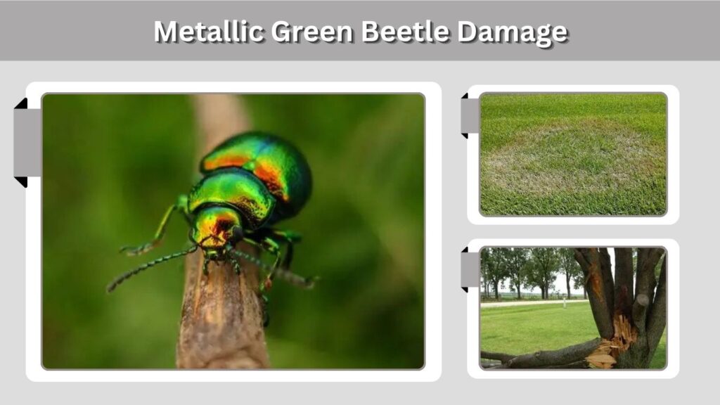Metallic Green Beetle Damage