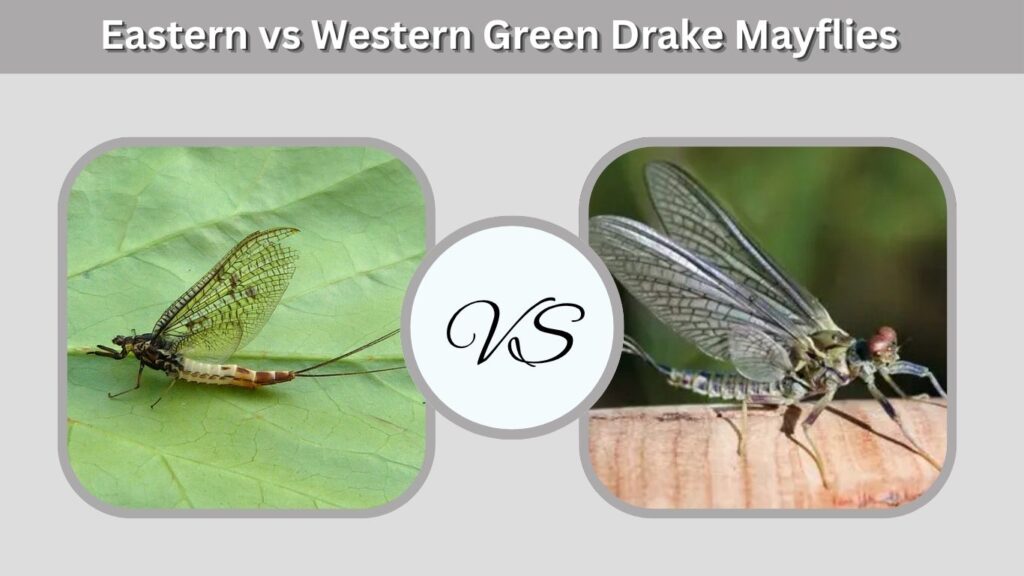 Eastern vs Western Green Drake Mayflies