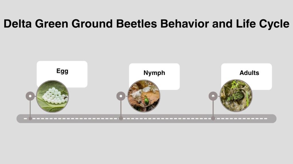 Delta Green Ground Beetles Behavior and Life Cycle