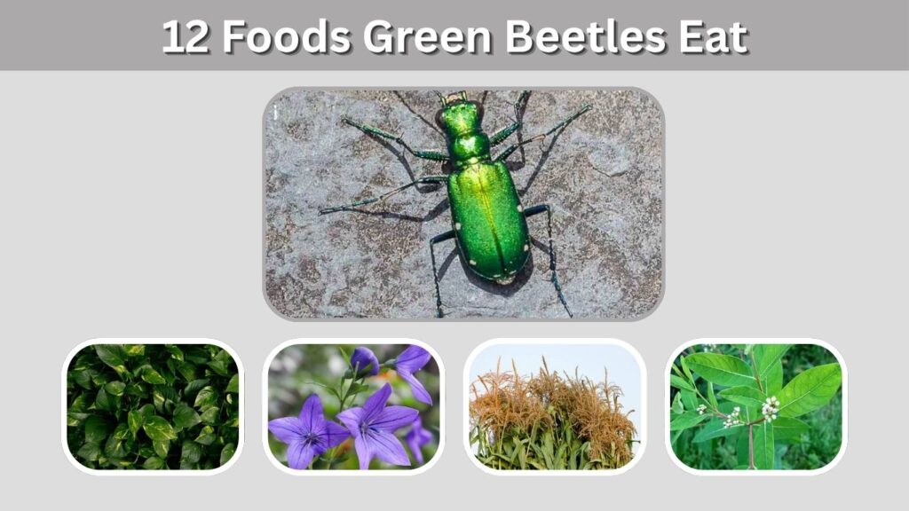 12 Foods Green Beetles Eat