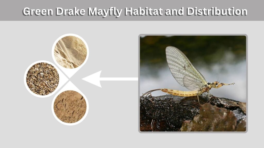 Green Drake Mayfly Habitat and Distribution