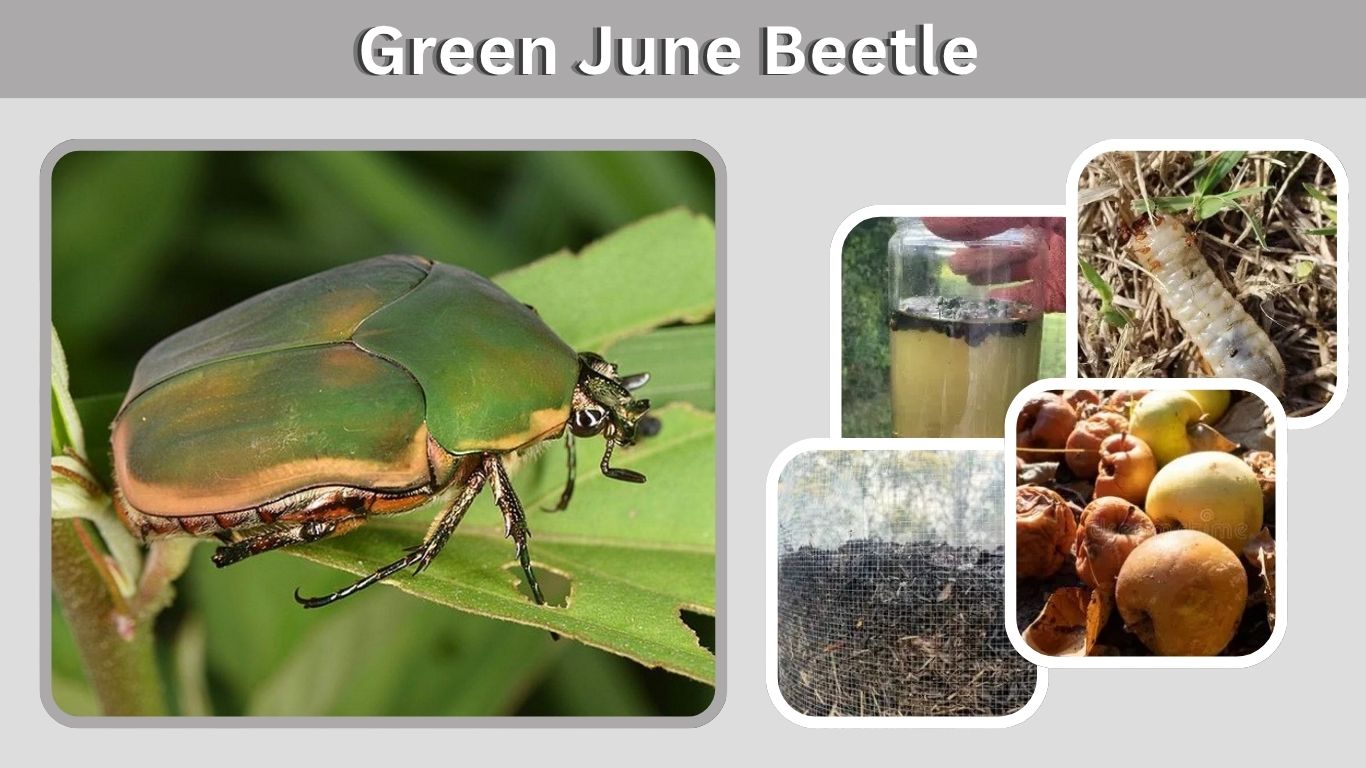 Green June Beetle: Identification, Grubs, Damage and Control