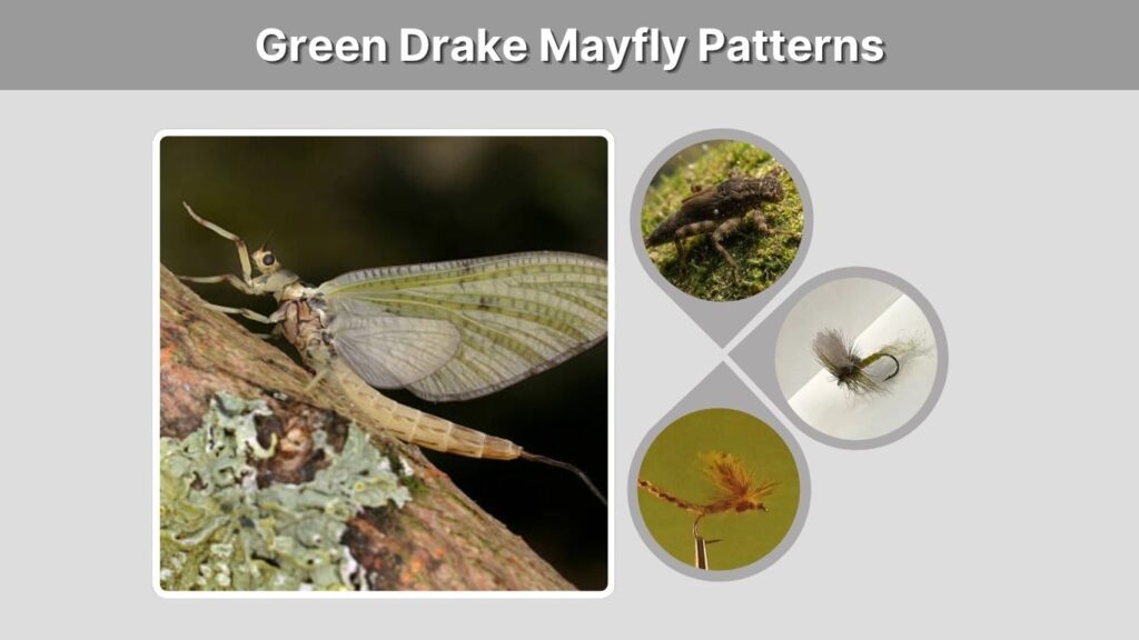 Green Drake Mayfly Patterns
