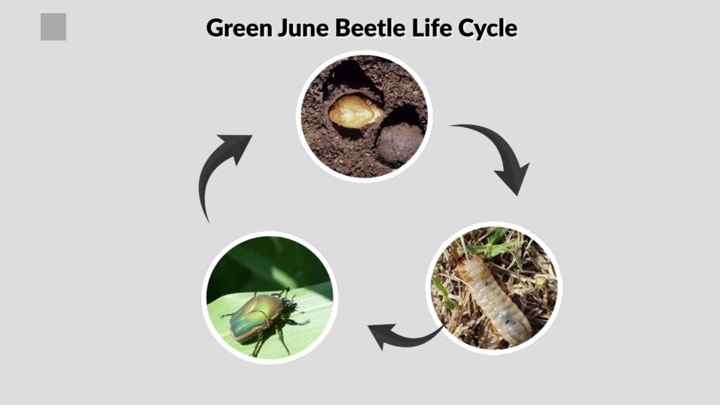 Green June Beetle Life Cycle