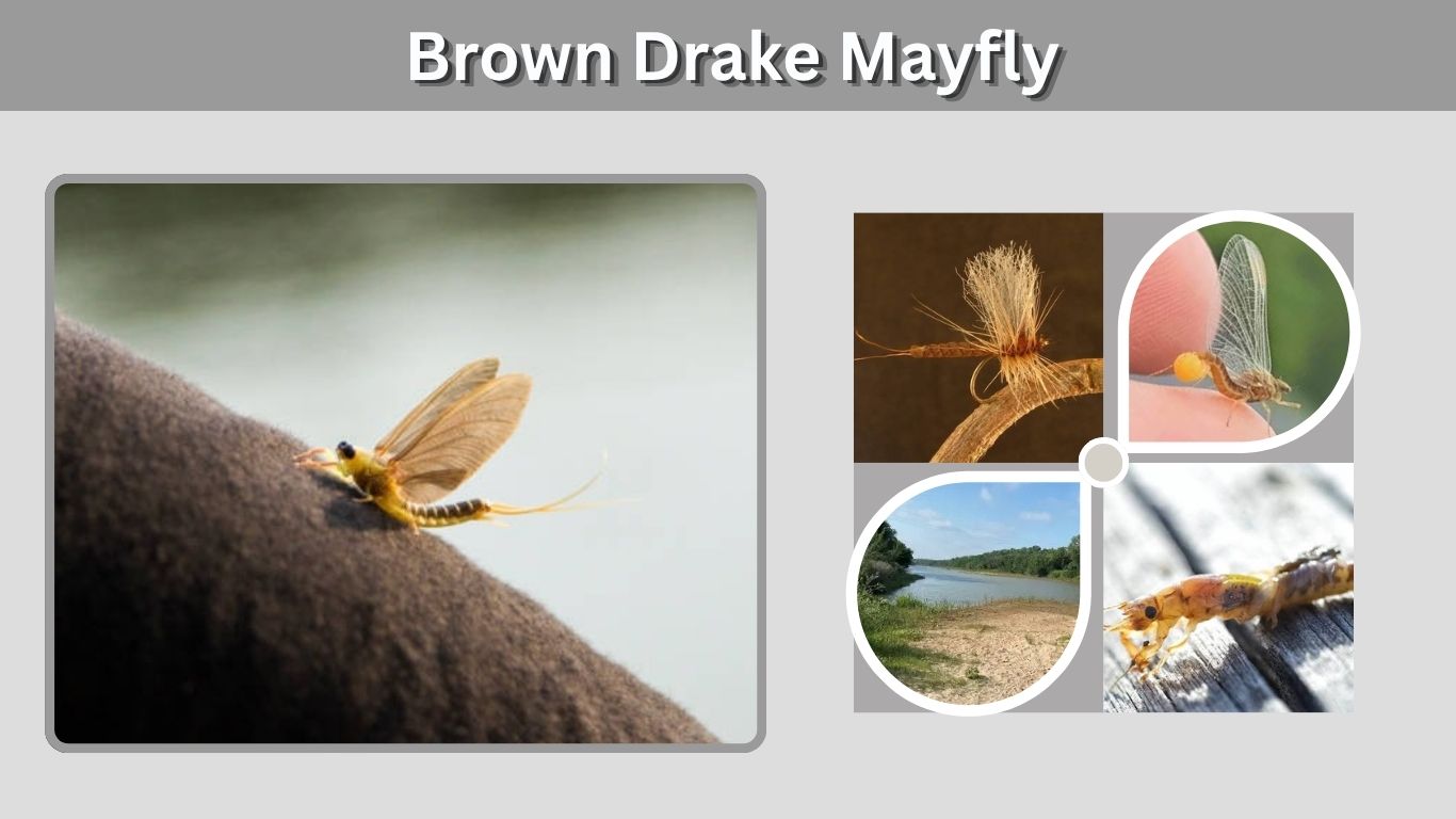 Brown Drake Mayfly: Life Cycle, Habitat and Fly Patterns