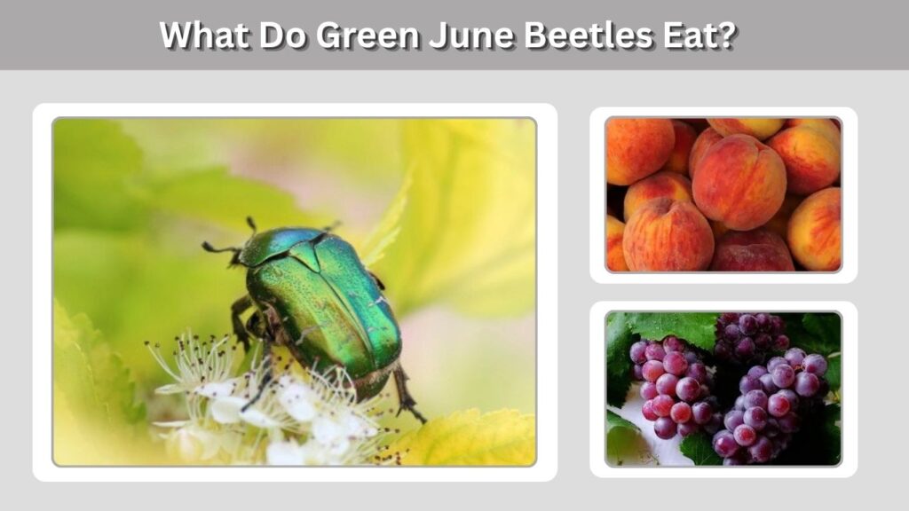 What Do Green June Beetles Eat?