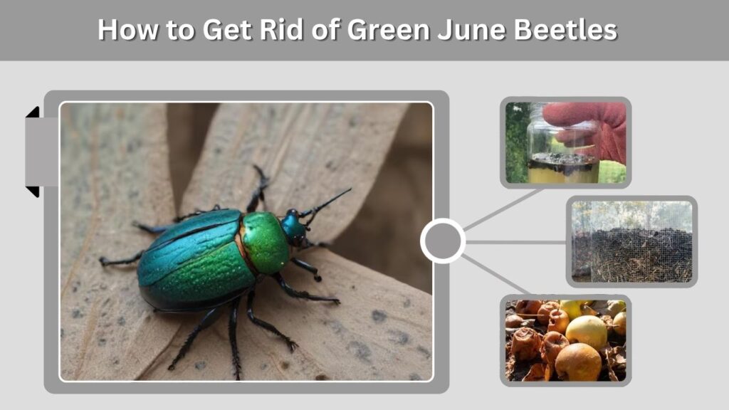 How to Get Rid of Green June Beetles