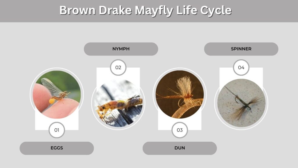 Brown Drake Mayfly Life Cycle