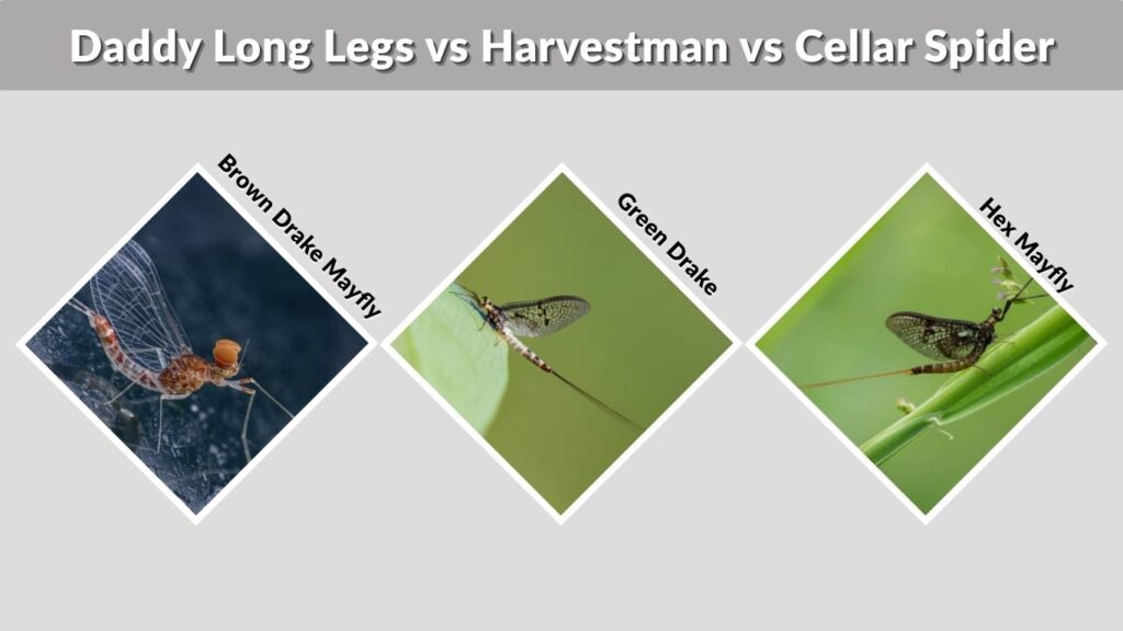 Brown Drake vs Green Drake vs Hex Mayfly