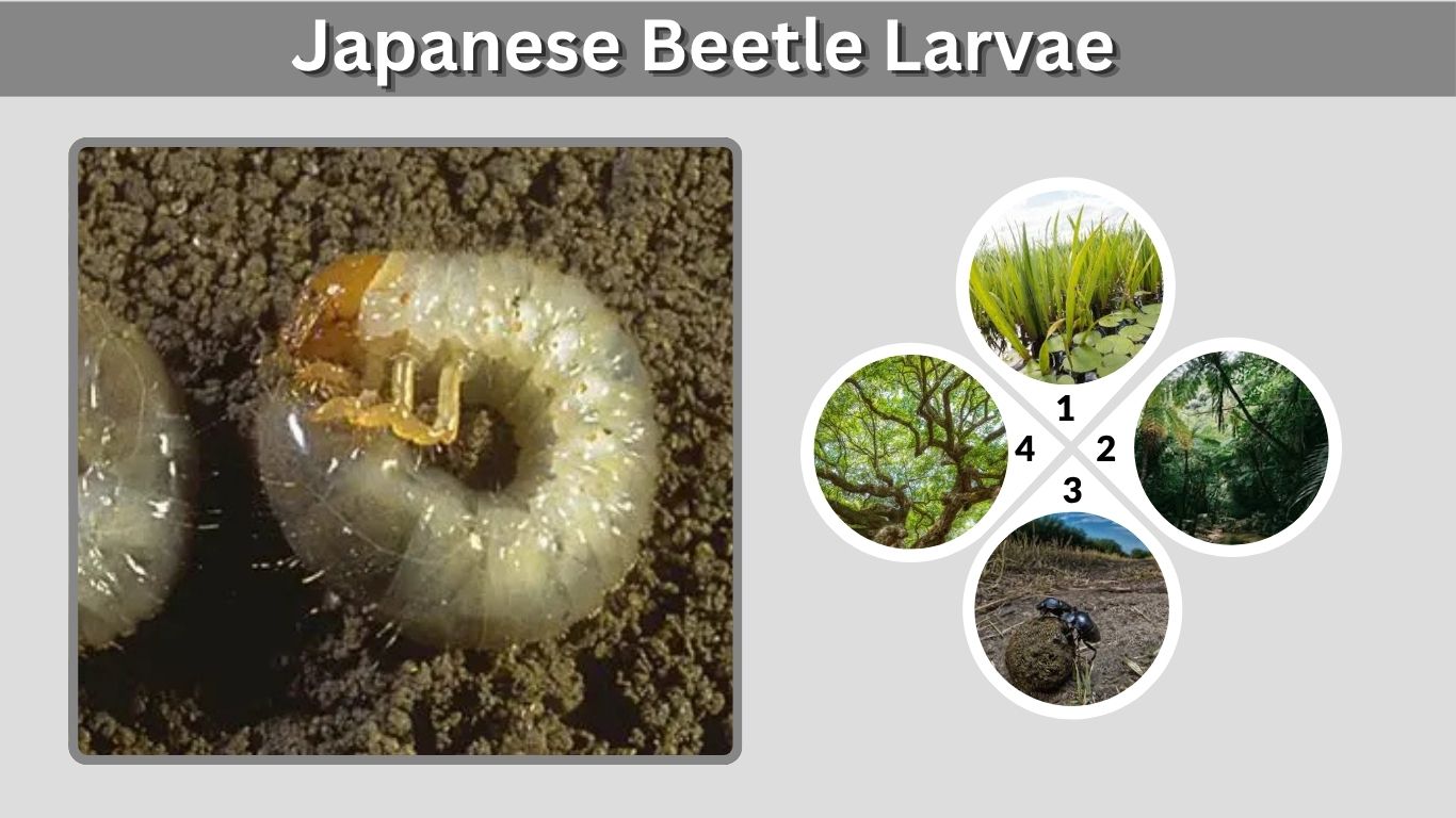 Japanese Beetle Larvae: Identification, Damage and Control