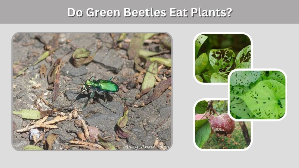 Do Green Beetles Eat Plants?