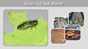 Emerald Ash Borer: Signs, Damage, Treatment and Control