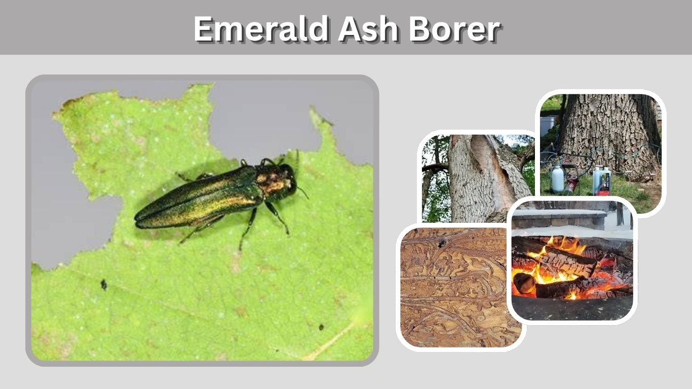 Emerald Ash Borer: Signs, Damage, Treatment and Control