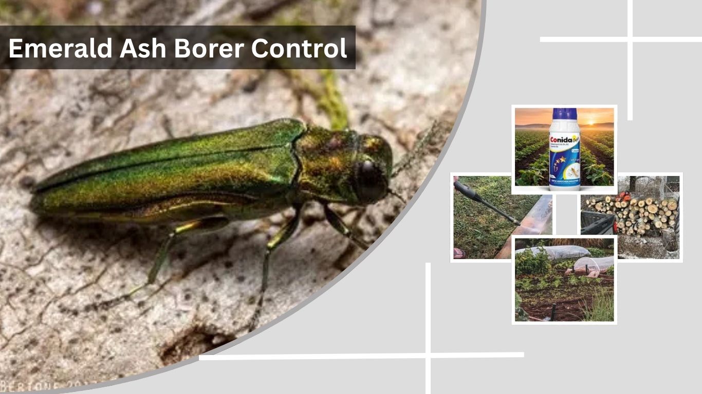 Emerald Ash Borer Control: Effective Management Methods