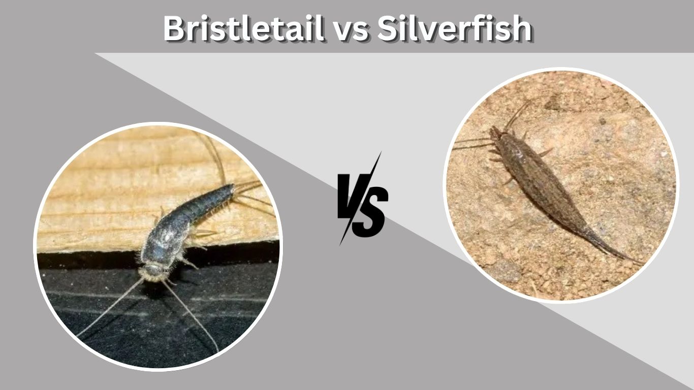 Bristletail vs Silverfish: How to Tell Them Apart