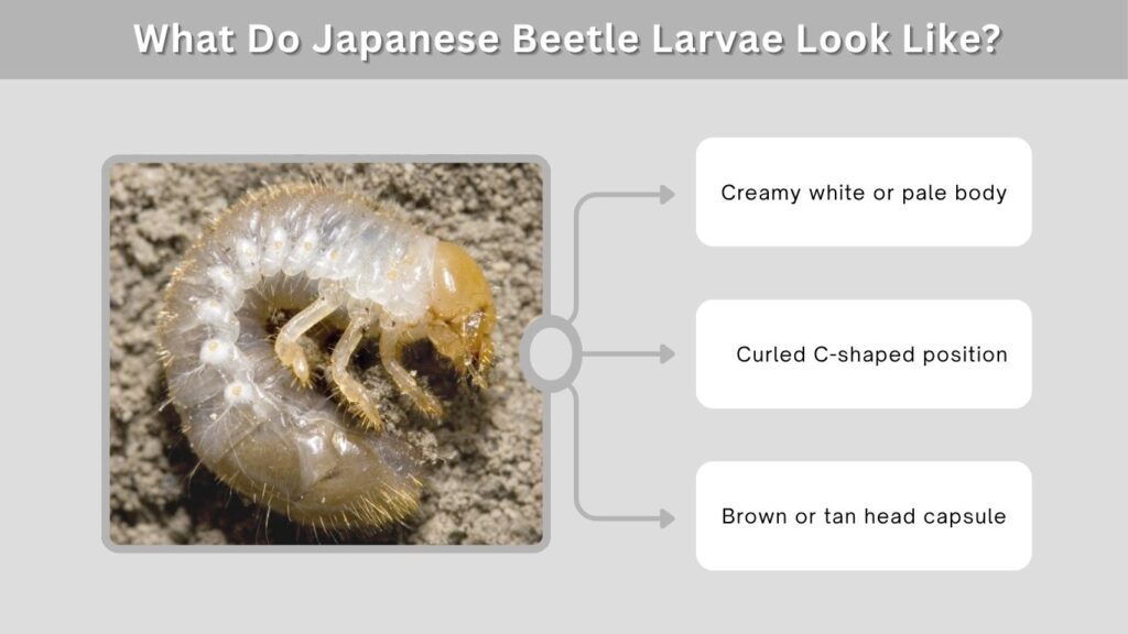 What Do Japanese Beetle Larvae Look Like?