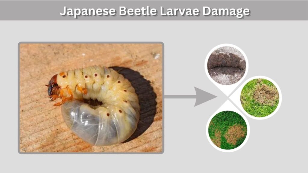 Japanese Beetle Larvae Damage