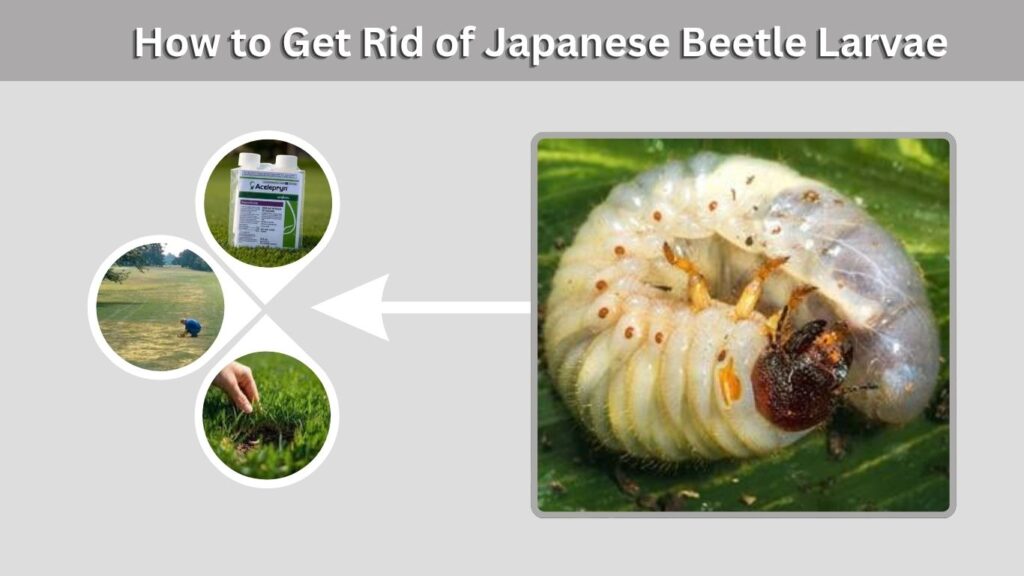 How to Get Rid of Japanese Beetle Larvae