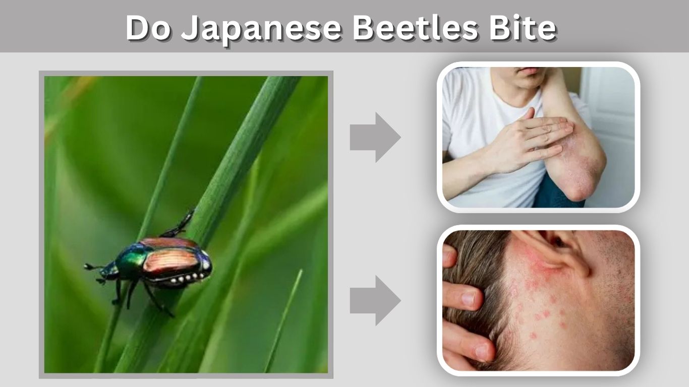 Do Japanese Beetles Bite Humans or Pets?