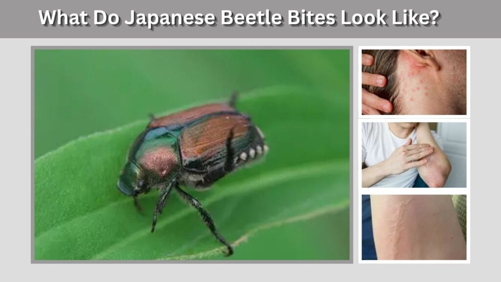 What Do Japanese Beetle Bites Look Like?