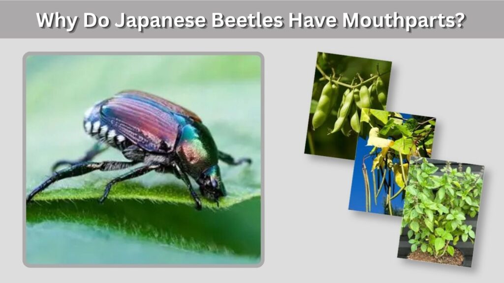 Why Do Japanese Beetles Have Mouthparts?