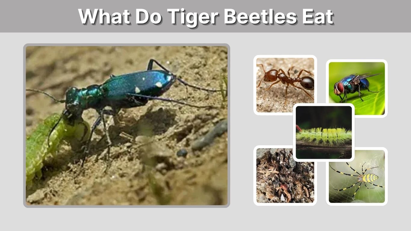 What Do Tiger Beetles Eat? 10 Common Foods