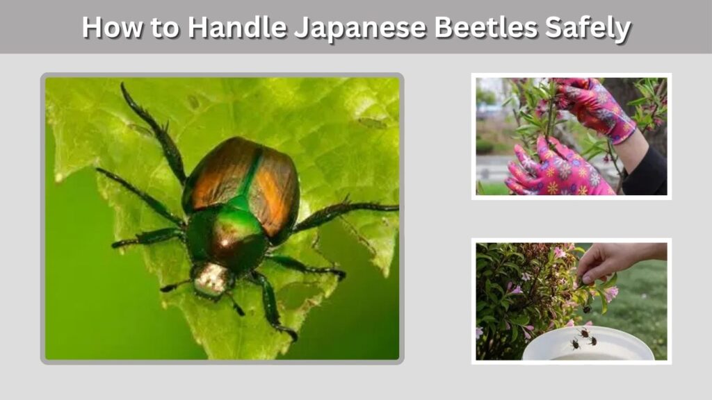 How to Handle Japanese Beetles Safely
