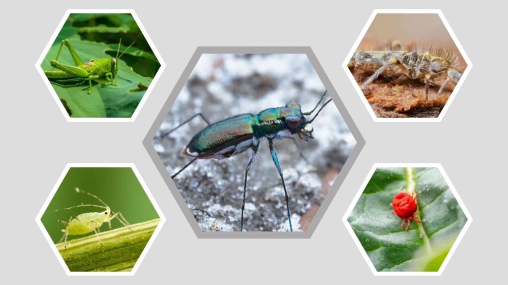 What Do Tiger Beetles Eat?