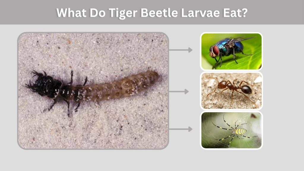 What Do Tiger Beetle Larvae Eat?
