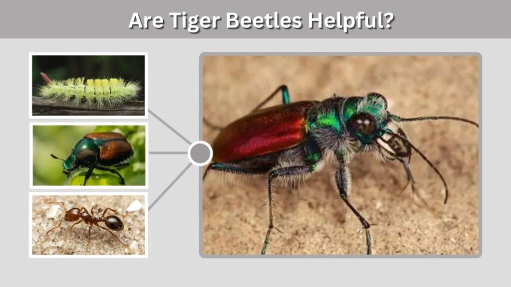 Are Tiger Beetles Helpful?