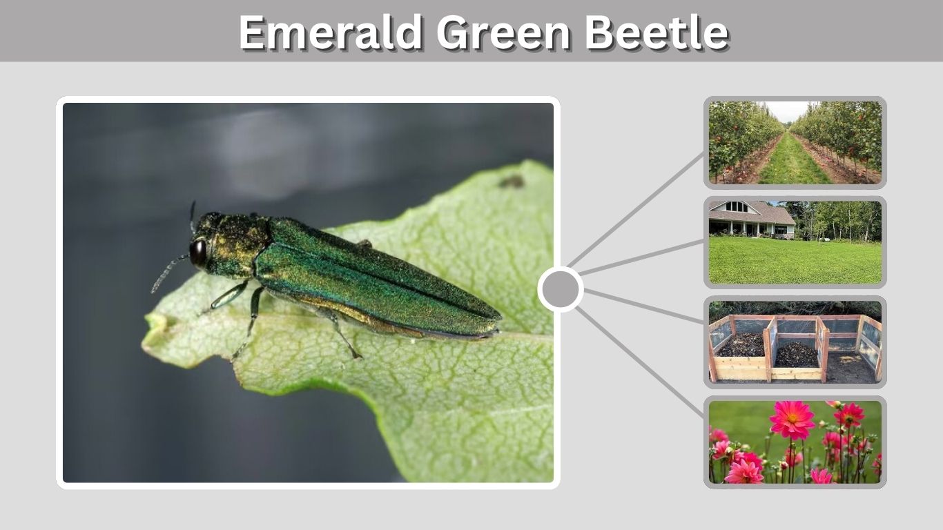 Emerald Green Beetle: Identification, Habitat, Types & Facts