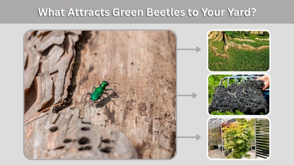 What Attracts Green Beetles to Your Yard?