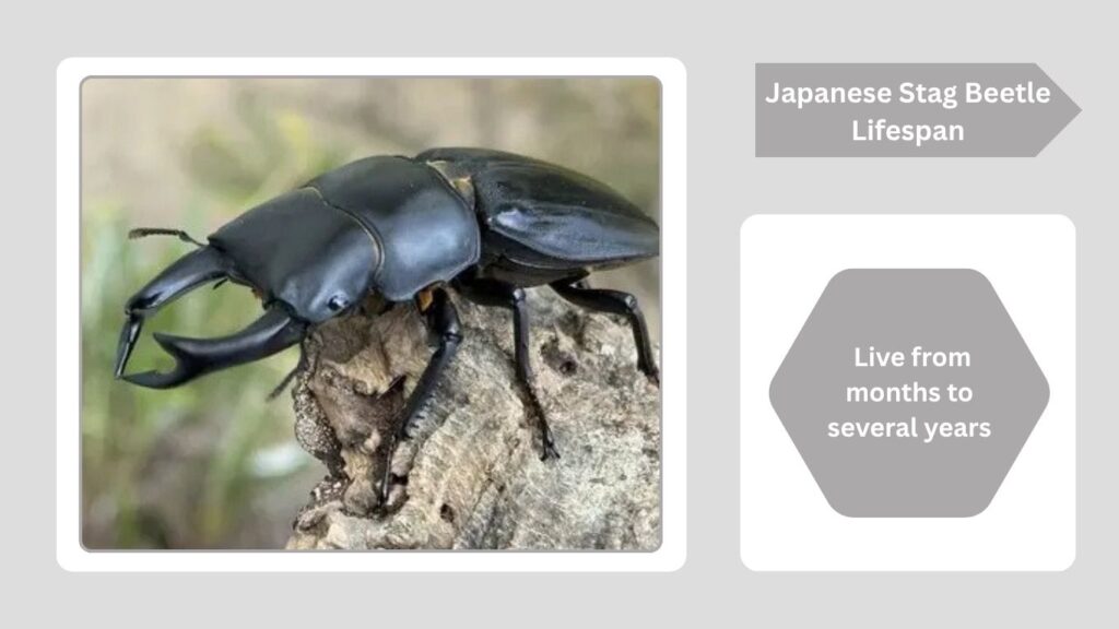 Japanese Stag Beetle Lifespan