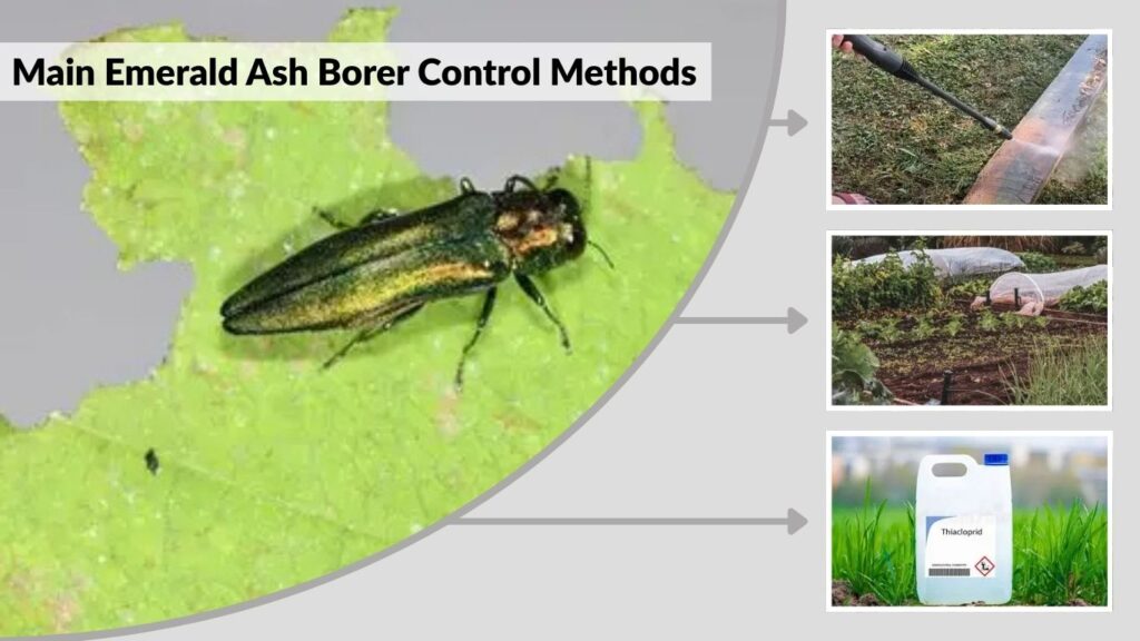Main Emerald Ash Borer Control Methods