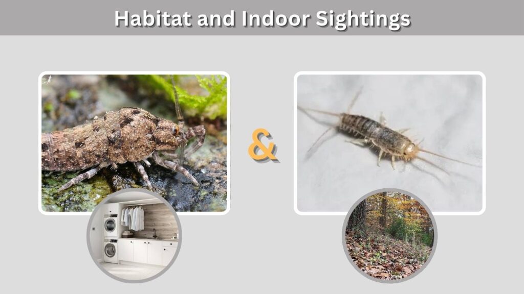 Habitat and Indoor Sightings