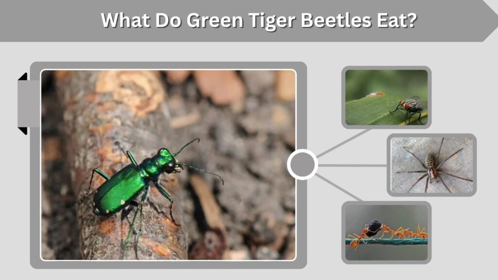 What Do Green Tiger Beetles Eat?