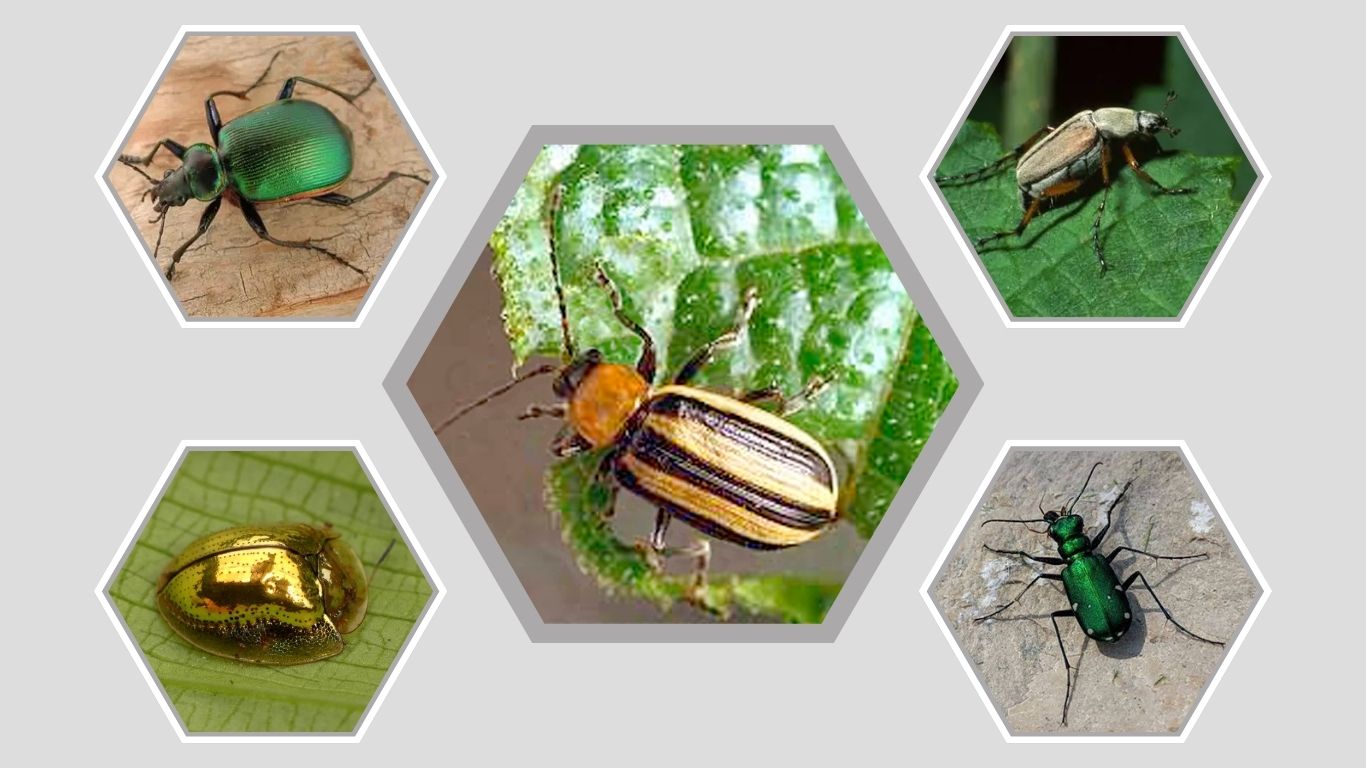 15 Types of Green Beetles You May See in Nature