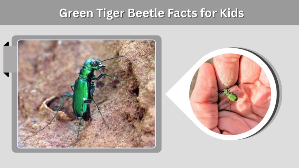 Green Tiger Beetle Facts for Kids