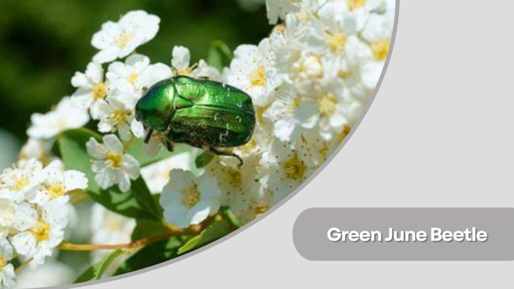 Green June Beetle