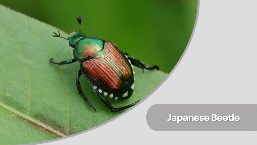 Japanese Beetle