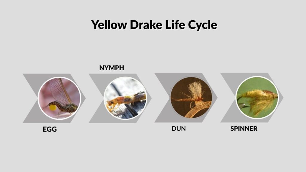 Yellow Drake Life Cycle