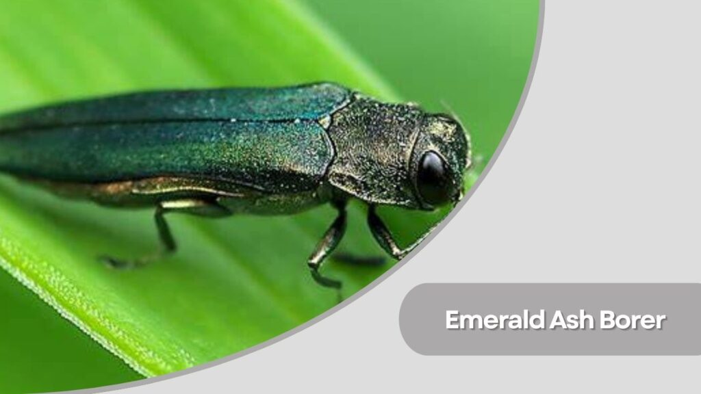 Emerald Ash Borer