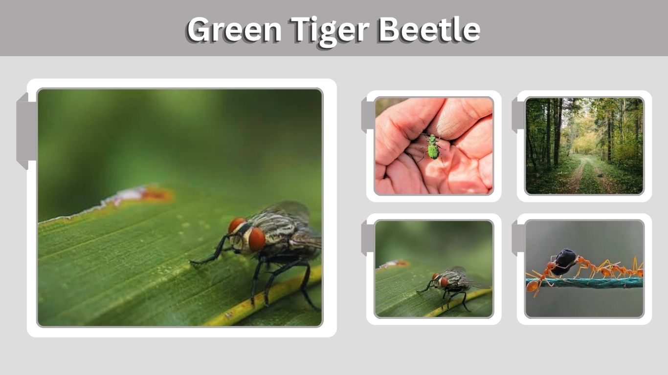 Green Tiger Beetle: Identification, Bite, Diet, Habitat and Facts