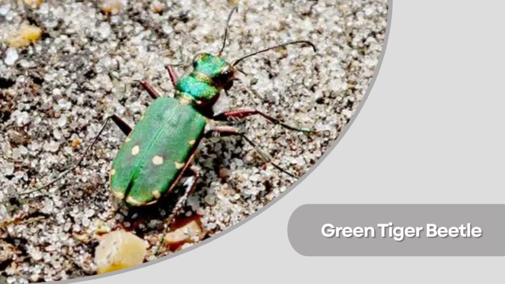 Green Tiger Beetle
