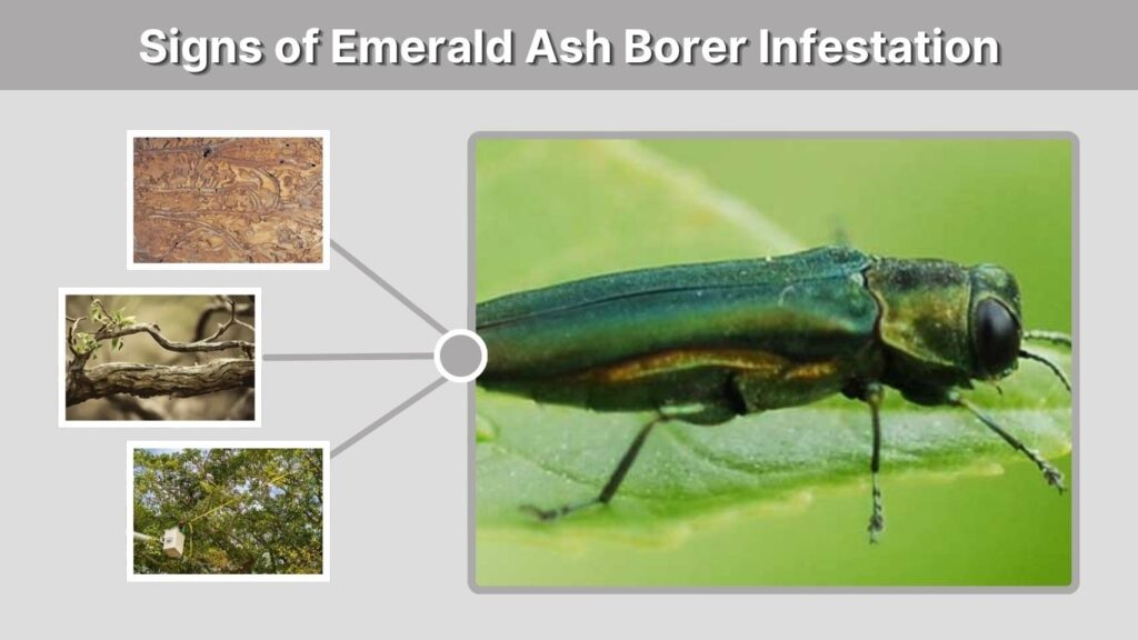 Signs of Emerald Ash Borer Infestation
