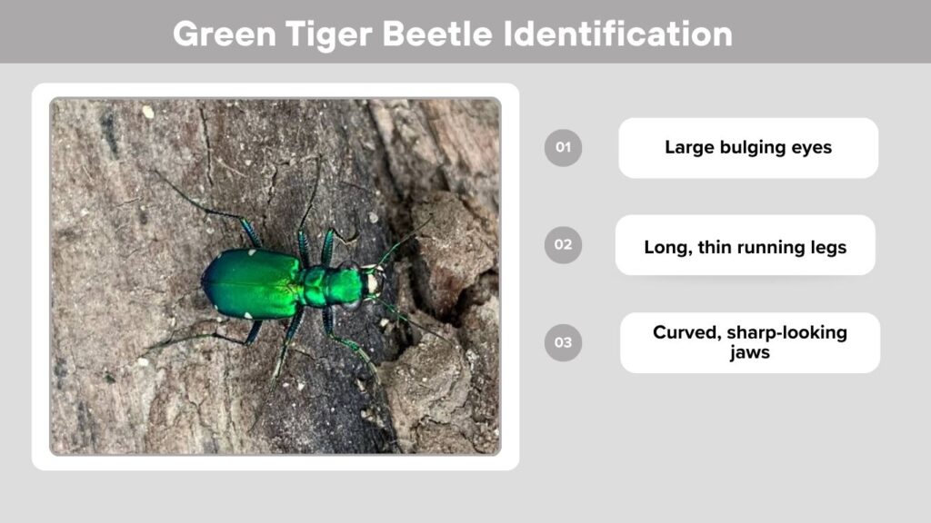 Green Tiger Beetle Identification