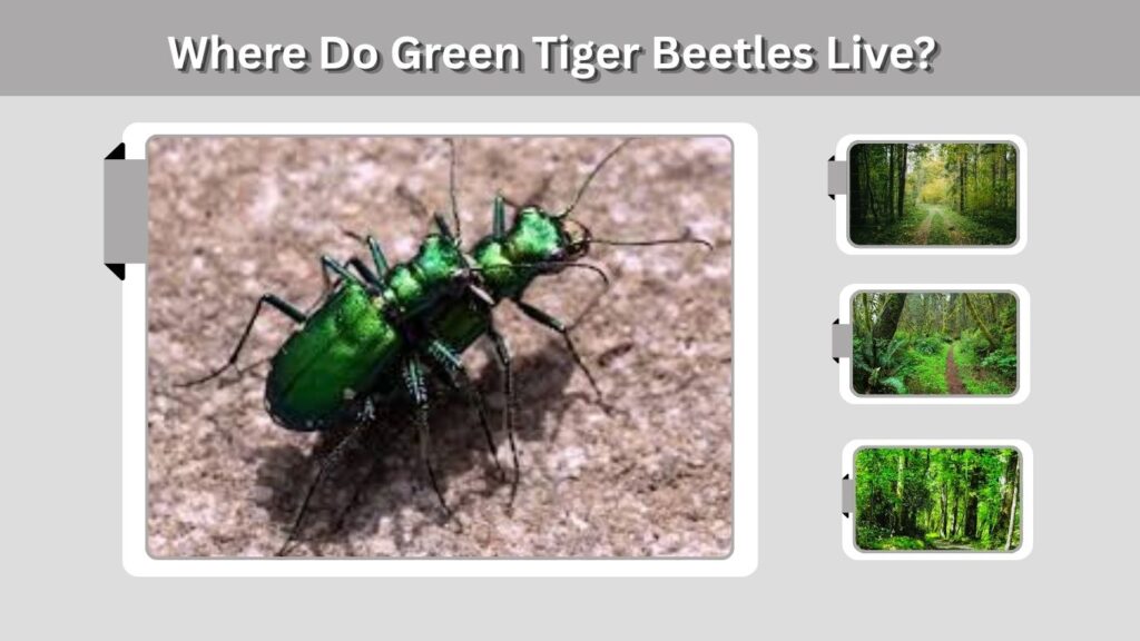 Green Tiger Beetle Identification