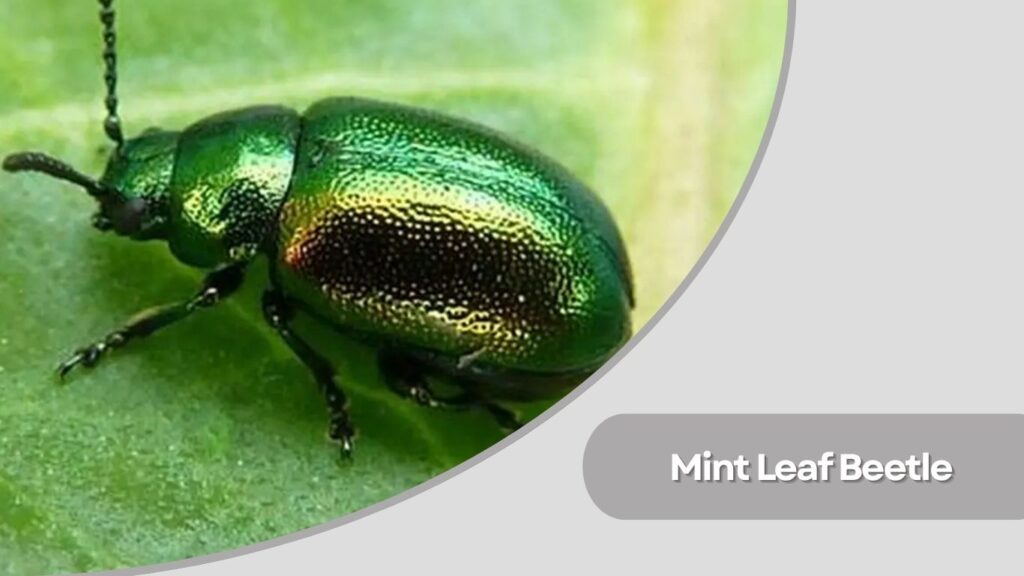 Green Dock Beetle